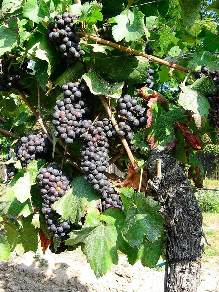 Druiven Druiven Boom Fruitboom Flora — Stockfoto