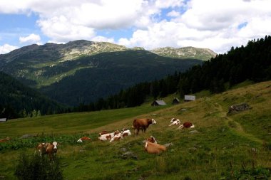 scenic view of cute domestic cows clipart