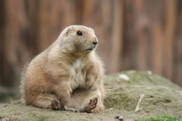 Prairie Dog Grassland Rodent — Stock Photo, Image