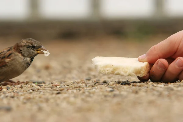 Doğadaki Güzel Kuşun Manzarası — Stok fotoğraf