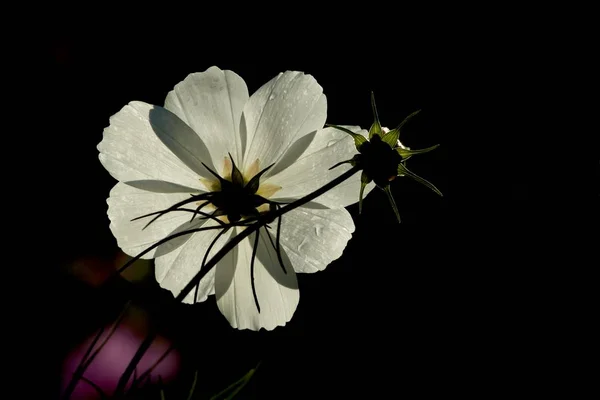 Backlit Nfor Change Motivo Descansando Realizada — Fotografia de Stock