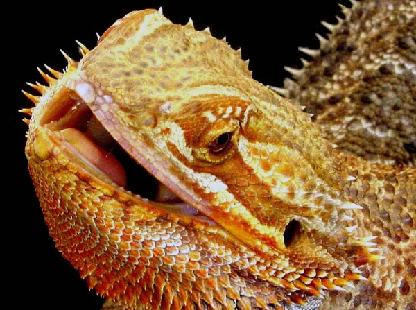 长胡子的龙 奇异的蜥蜴爬行动物 — 图库照片