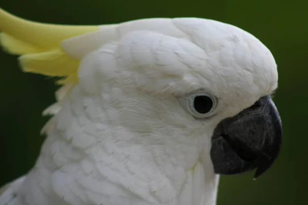 Malerische Ansicht Der Schönen Kakadu Vogel — Stockfoto