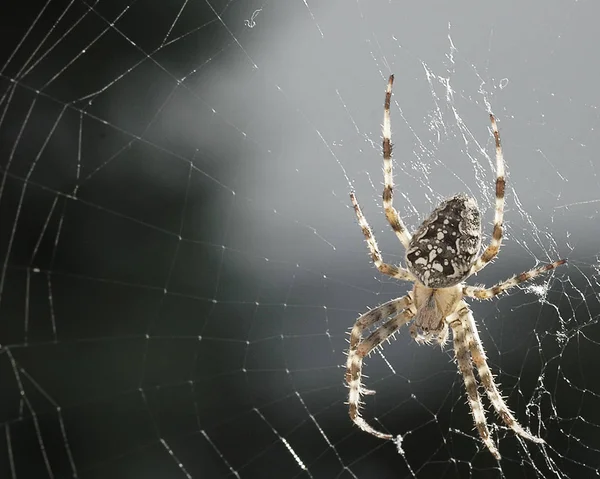 Örümcek Hayvan Korkunç Böcek — Stok fotoğraf