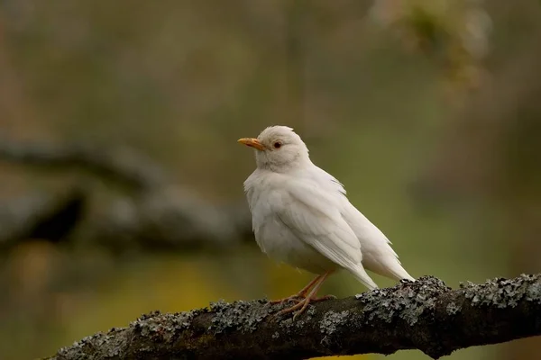 Gambar Burung Yang Indah — Stok Foto