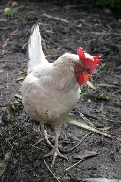 Vacker Utsikt Över Vacker Fågel Naturen — Stockfoto