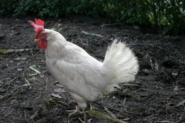 Vacker Utsikt Över Vacker Fågel Naturen — Stockfoto