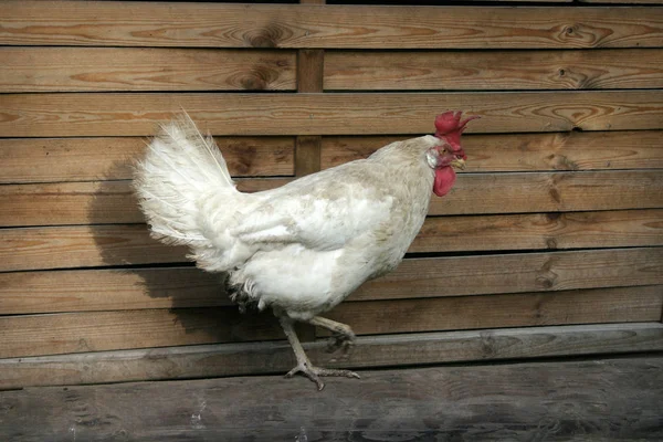 Schilderachtig Uitzicht Prachtige Vogel Natuur — Stockfoto