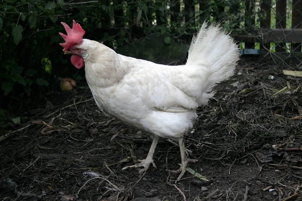 Vacker Utsikt Över Vacker Fågel Naturen — Stockfoto