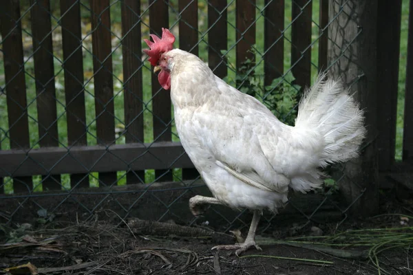 Festői Kilátás Gyönyörű Madár Természetben — Stock Fotó