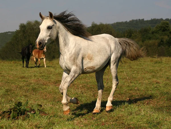 Gång Blev Petad Arkivet Och Slät Men Hittade Något — Stockfoto