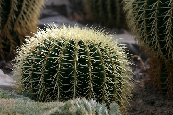 Planta Tropical Flora Botánica Cactus — Foto de Stock