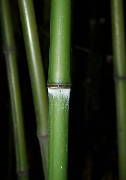 Vacker Utsikt Över Naturen — Stockfoto