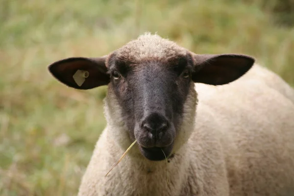 Landschaftlicher Blick Auf Die Landwirtschaft Selektiver Fokus — Stockfoto