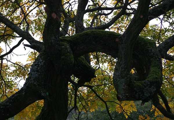 Kora Drzewa Natury Botanika — Zdjęcie stockowe