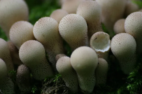 Paddenstoelen Kweken Bos Natuur Achtergrond — Stockfoto