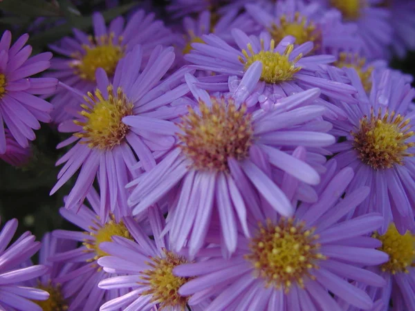 Blommor Botanik Flora Och Kronblad — Stockfoto