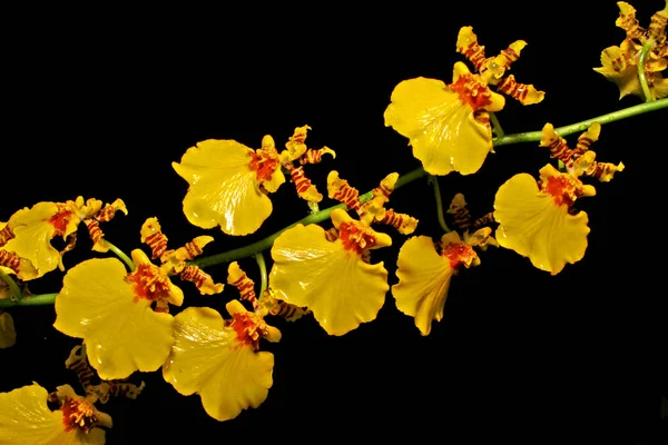 Γραφική Όμορφη Πολύχρωμη Ορχιδέα Λουλούδι — Φωτογραφία Αρχείου