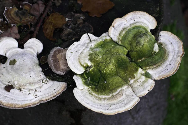 버섯류 식물학 식물상 — 스톡 사진