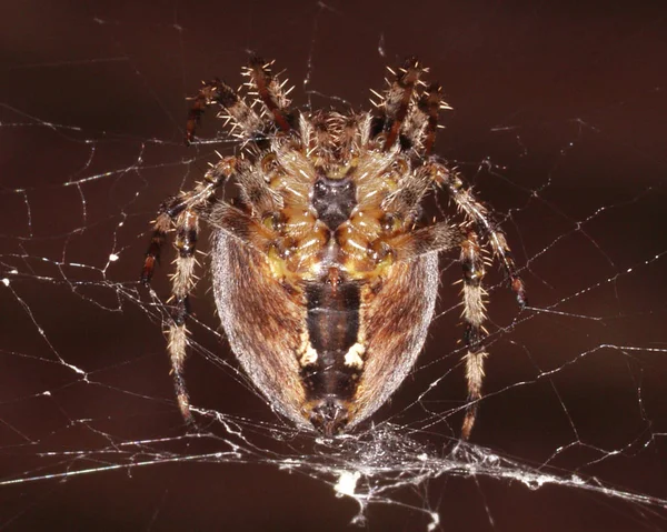 Strašidelný Pavoučí Hmyz — Stock fotografie