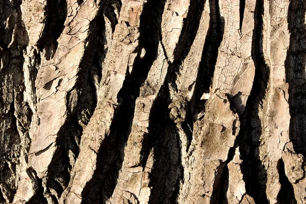 Ağaç Gövdesi Kabuğu Tahta Kereste — Stok fotoğraf