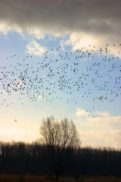 Aussichtsreiche Aussicht Auf Schöne Vögel Der Natur — Stockfoto