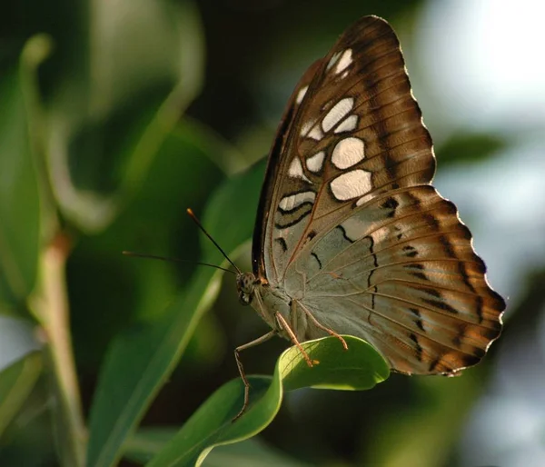 Close Van Een Insect Wilde Natuur — Stockfoto