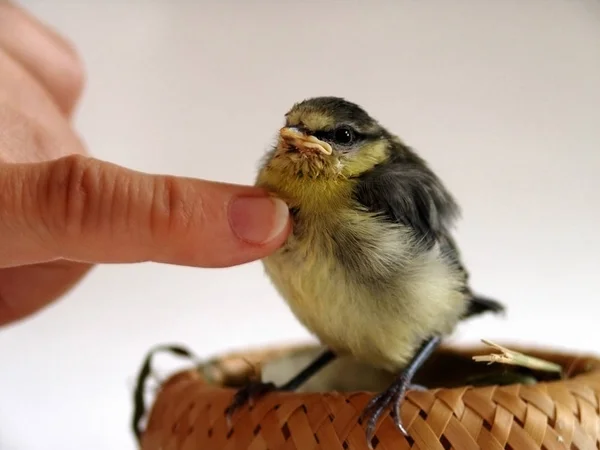 Vacker Utsikt Över Vackra Titmouse Fågel — Stockfoto