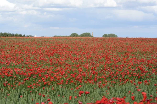 Vue Rapprochée Belles Fleurs Pavot Sauvage — Photo