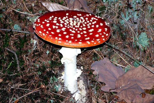 Red Toadstool Belongs Group Poisonous Fungi — Stock Photo, Image