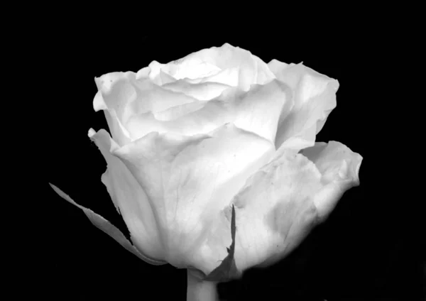 Rózsa Virág Rügy Szirmok — Stock Fotó