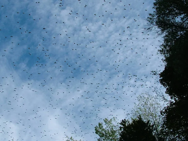 Costa Krakehlte Poel Gollwitz Rebanho Gigante Dos Starlings Torno Quem — Fotografia de Stock