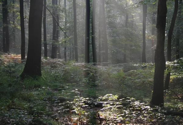 Vue Panoramique Flore Forêt Sauvage — Photo