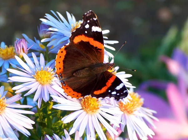 Red Admiral Vanessa Atalanta Typical Migrant Moth Wingspan 6Cm Frequently — Stock Photo, Image