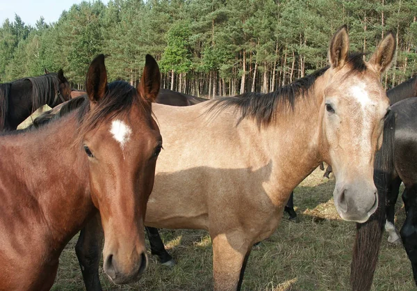 Niedliches Pferd Wilder Natur — Stockfoto