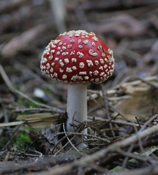 Botanische Latijnse Naam Van Vlieg Agaric Heb Vandaag Veel Gezien — Stockfoto