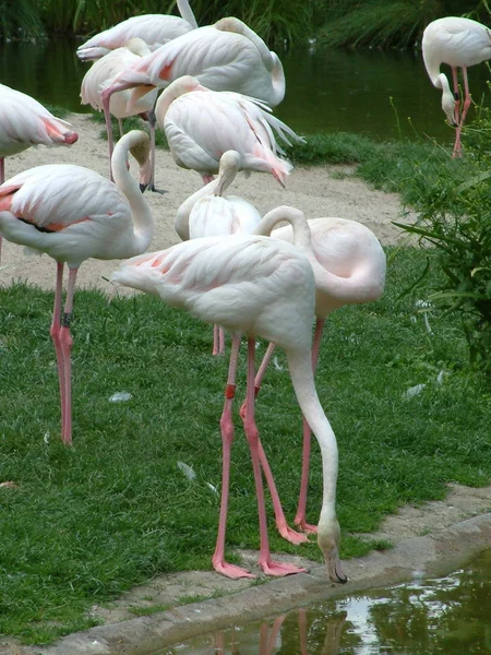 Flamingi Naturalne Tło Ptaków — Zdjęcie stockowe