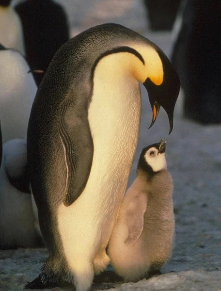 Cute Penguins Wild Nature — Stock Photo, Image