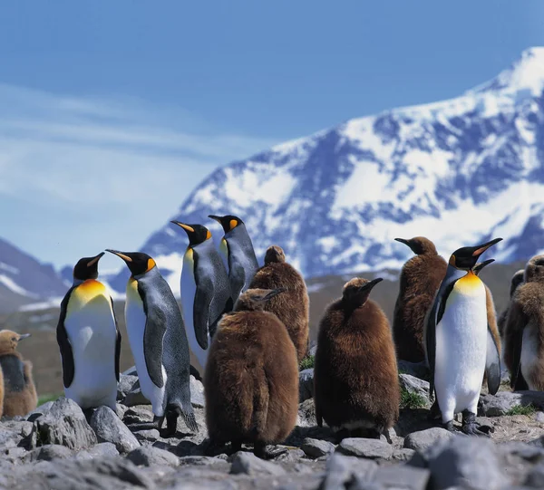 Tiere Und Landschaften Südgeorgien — Stockfoto