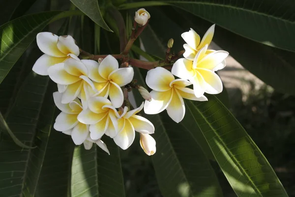 Thanks Prose Nits Origin Has Frangipani Central America Year Blooming — Stock Photo, Image