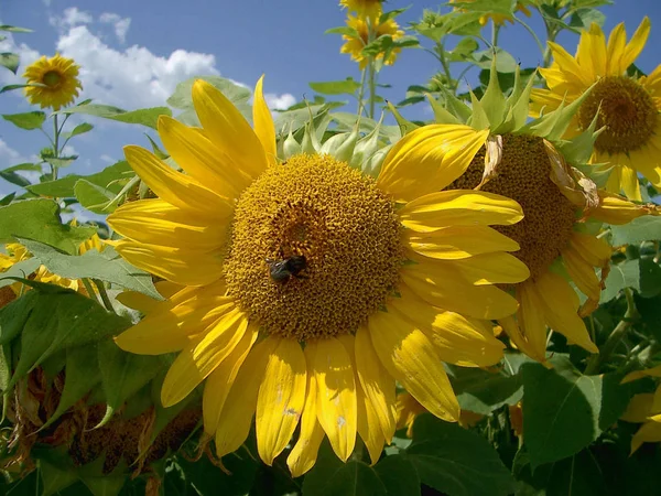 Tournesols Vue Rapprochée — Photo