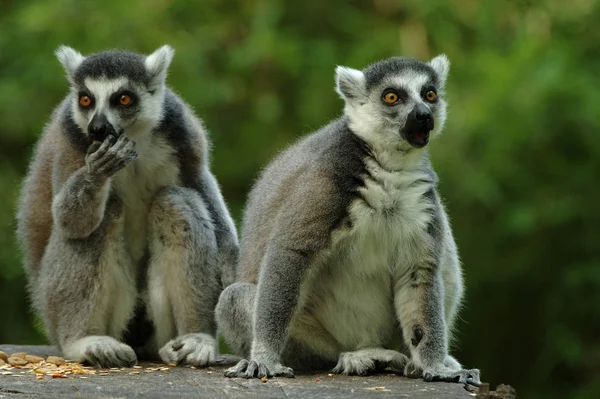 Zbliżenie Zwierząt Zoo — Zdjęcie stockowe