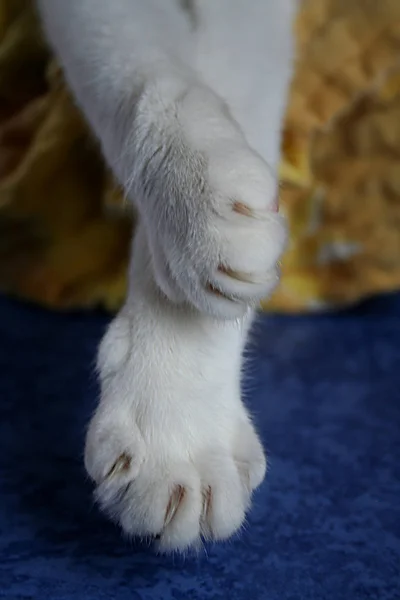 Beyaz Kedi Yerde — Stok fotoğraf