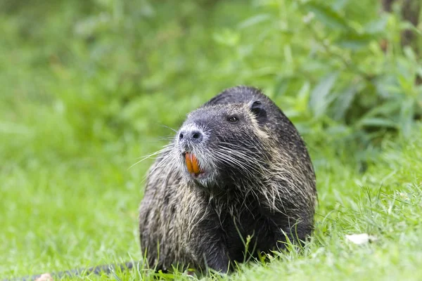 Nutria Animale Natura Miocastore Coypus — Foto Stock