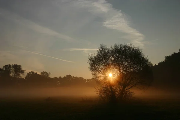 Sabah Altını Arkadaşım Ağaç — Stok fotoğraf