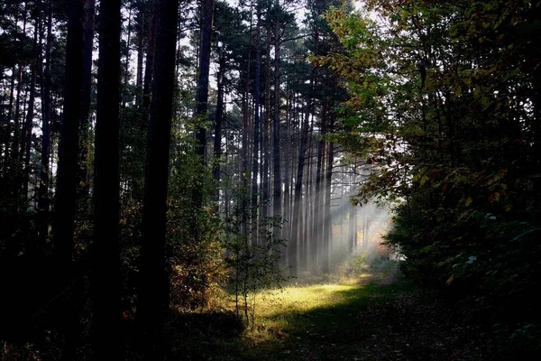 Höst Skog Höst Säsong Blad — Stockfoto