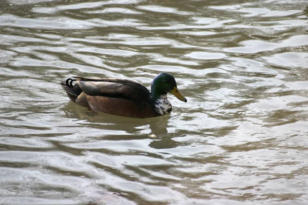 Simmande Fågel Vildhetsbegreppet — Stockfoto