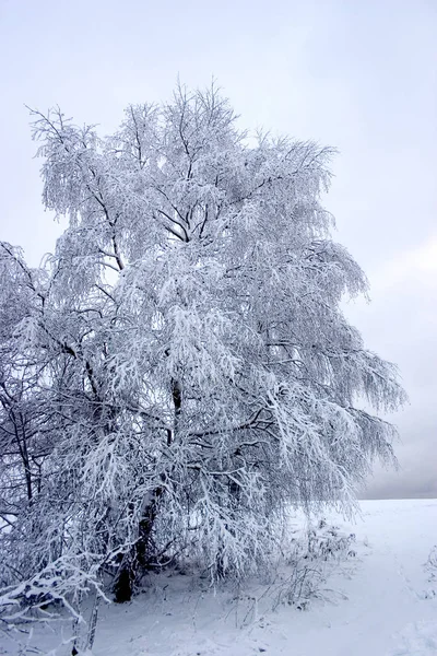 Snöigt Träd Selb — Stockfoto