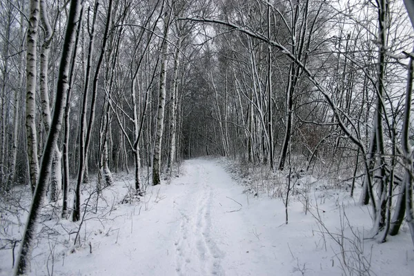 Pegadas Neve Uma Estrada Florestal Selb — Fotografia de Stock