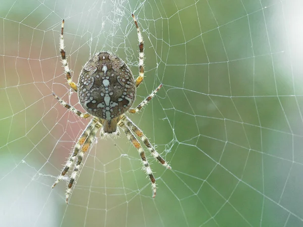 Spindelnät Insektsfälla — Stockfoto